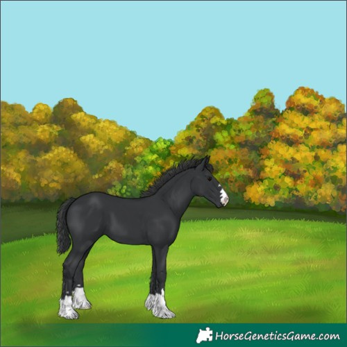 Horse Color:Black 