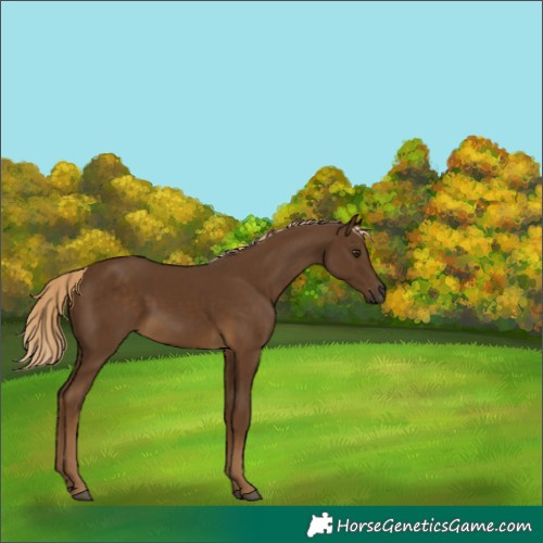 Horse Color:White Spotted Chocolate Palomino 