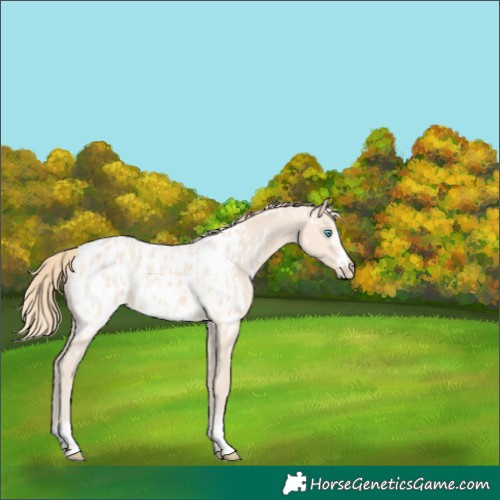 Horse Color:Perlino Appaloosa  and Perlino Appaloosa 