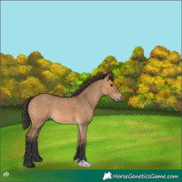 Horse Color:Bay Dun