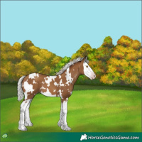 Horse Color:Gray White Spotted Silver Classic Champagne Splash 