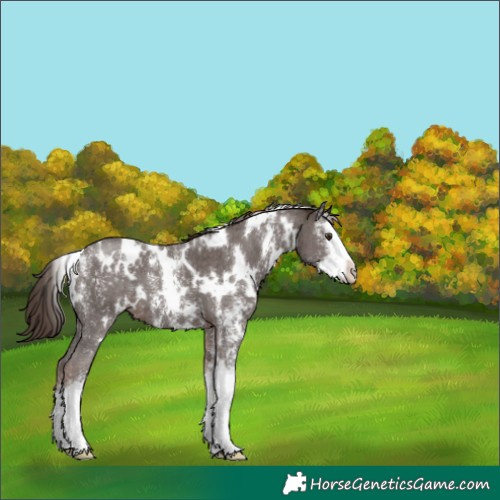 Horse Color:White Spotted Liver Chestnut Sabino Splash 