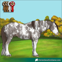 Horse Color:White Spotted Liver Chestnut Sabino Splash