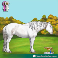 Horse Color:White Spotted Liver Chestnut Splash Tobiano 