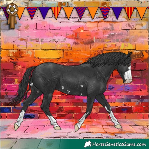 Horse Color:Black 