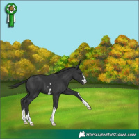 Horse Color:Black 