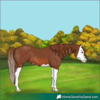 Horse Color:Chestnut Splash