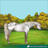Horse Color:Gray Chocolate Palomino Appaloosa 