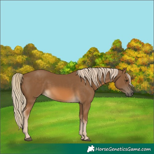 Horse Color:Chocolate Palomino 