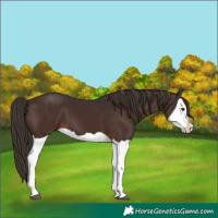 Horse Color:Liver Chestnut Splash 