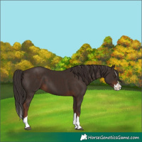 Horse Color:Liver Chestnut Splash