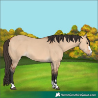 Horse Color:Bay Dun