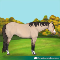Horse Color:Bay Dun