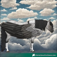 Horse Color:Grullo Roan Tobiano 