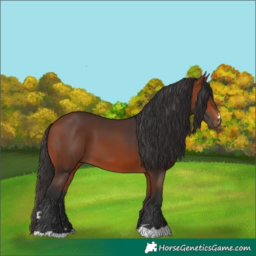 Horse Color:Bay 