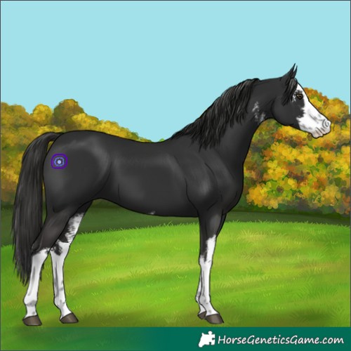 Horse Color:White Spotted Liver Chestnut 