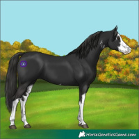 Horse Color:White Spotted Liver Chestnut