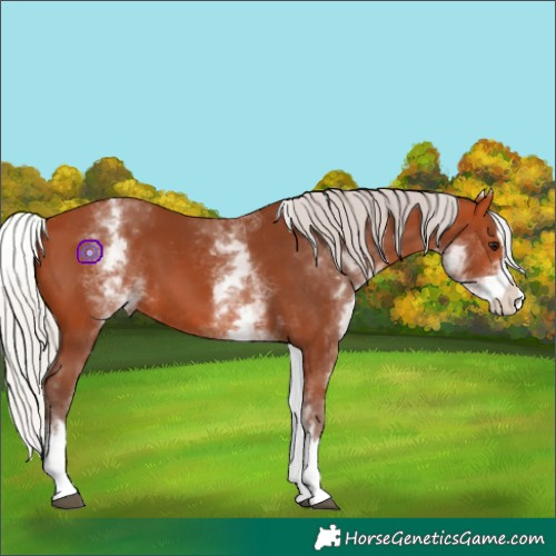 Horse Color:White Spotted Silver Bay Splash 