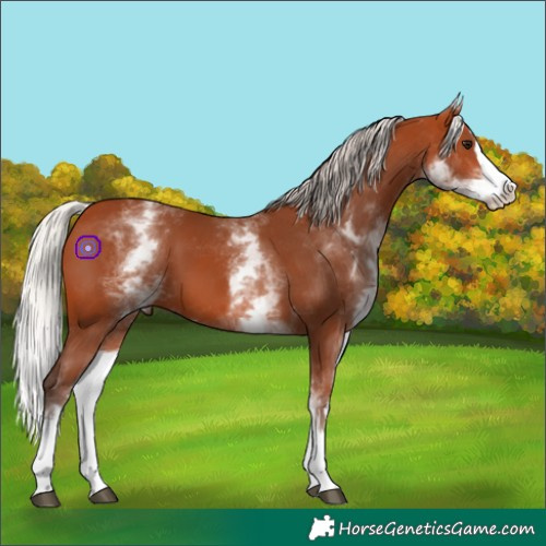 Horse Color:White Spotted Silver Bay Splash 