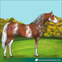 Horse Color:White Spotted Silver Bay Splash