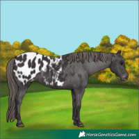 Horse Color:Smoky Black Appaloosa 