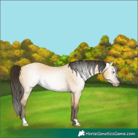 Horse Color:Gray Amber Cream Champagne Dun 