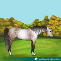 Horse Color:Gray Bay 
