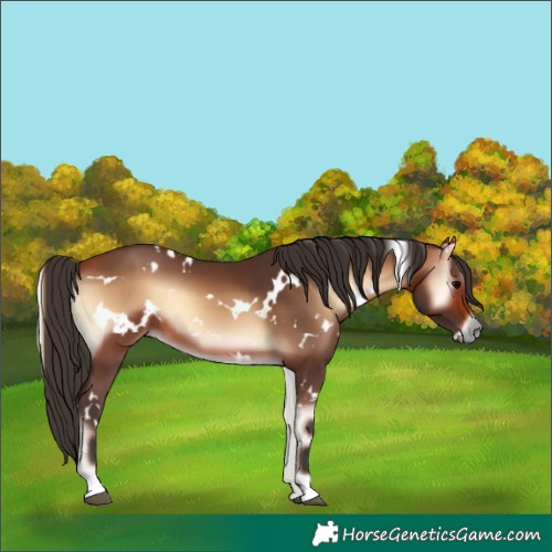 Horse Color:White Spotted Bay Onyx 