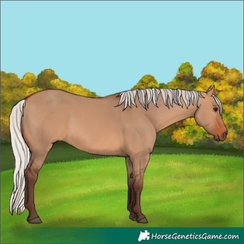 Horse Color:Silver Bay Dun