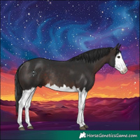 Horse Color:Brown Splash Rabicano