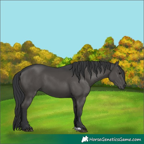 Horse Color:Black 