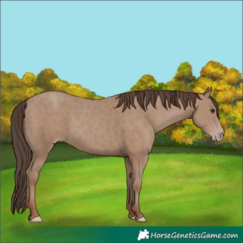 Horse Color:Classic Champagne 