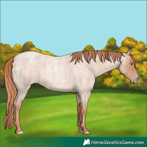 Horse Color:Gold Champagne Roan 