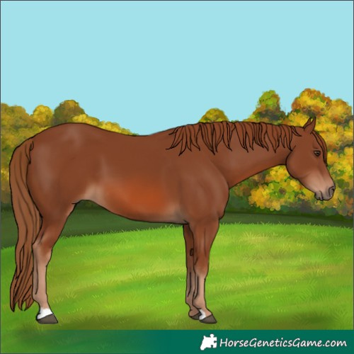 Horse Color:Chestnut 