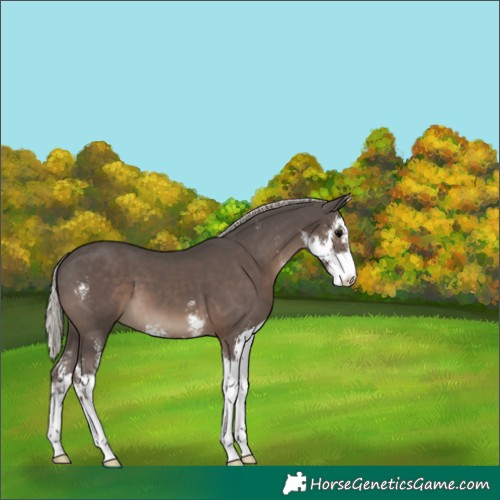 Horse Color:Silver Black Sabino 