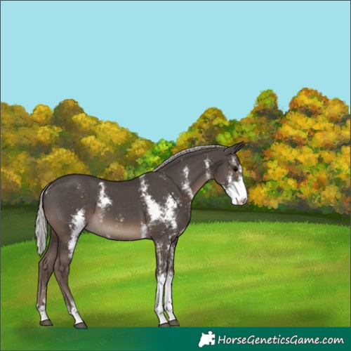 Horse Color:Silver Black Sabino 