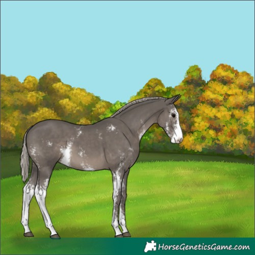Horse Color:Silver Black Sabino 