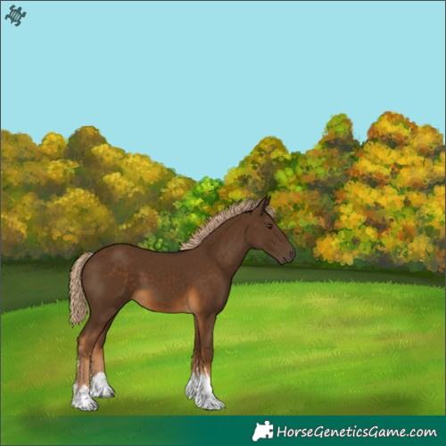 Horse Color:White Spotted Chocolate Palomino