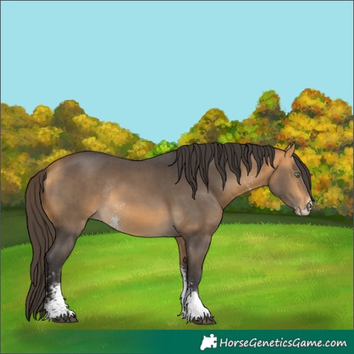 Horse Color:Unknown 