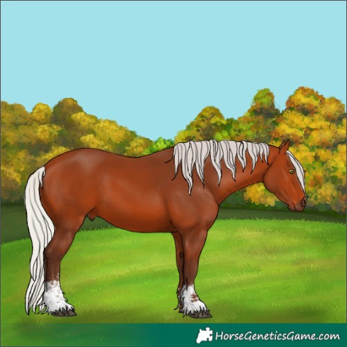 Horse Color:Silver Bay Sabino Rabicano 