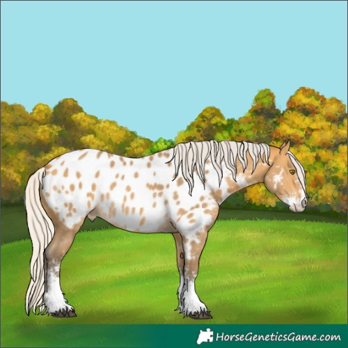 Horse Color:Silver Buckskin Sabino Near Leopard Rabicano 