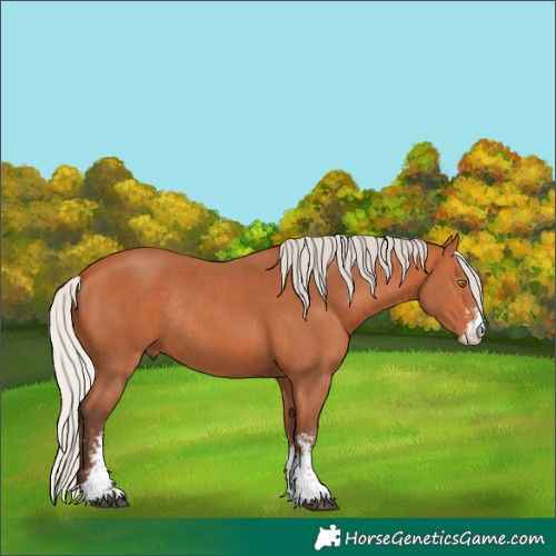 Horse Color:Silver Bay Sabino Rabicano 