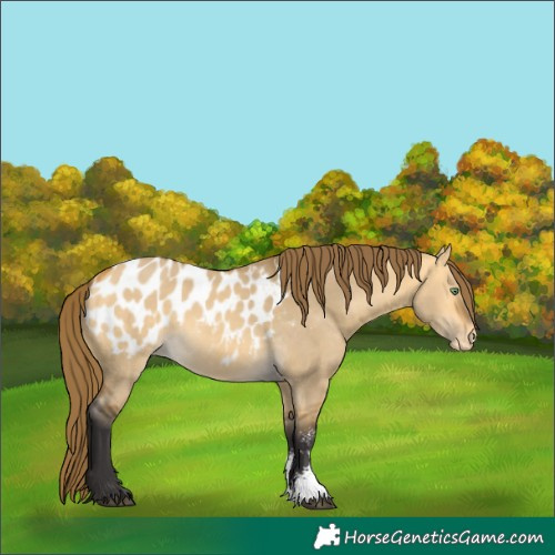 Horse Color:Buckskin Dun Sabino Appaloosa Rabicano 