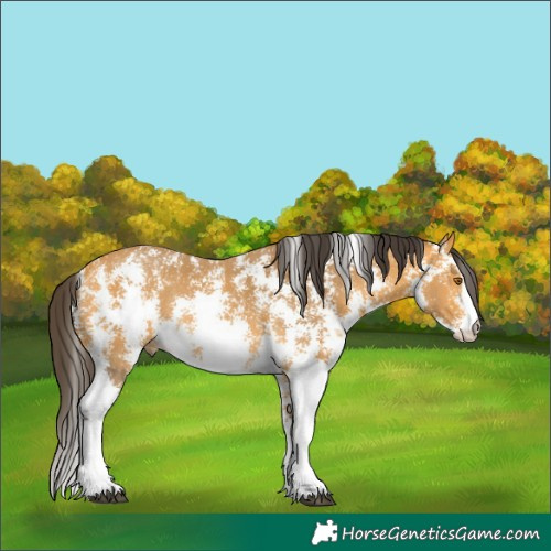 Horse Color:Buckskin Sabino Rabicano 