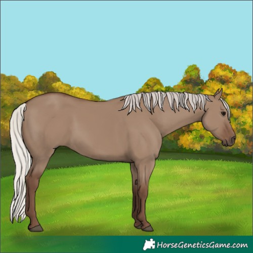 Horse Color:Silver Grullo 