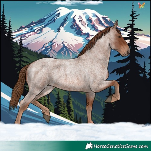 Horse Color:Red Roan 