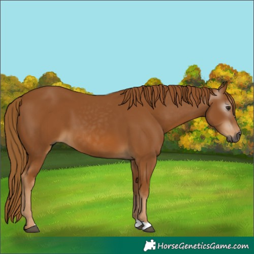 Horse Color:Gray Chestnut 