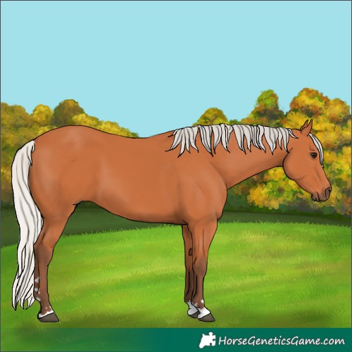 Horse Color:Silver Bay 