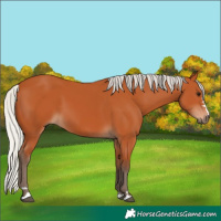 Horse Color:Silver Bay 