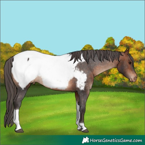 Horse Color:Bay Tobiano Appaloosa 